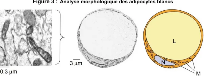 Figure 3 :  Analyse morphologique des adipocytes blancs 