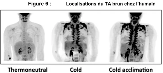 Figure 6 :  Localisations du TA brun che  l humain