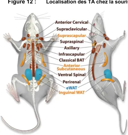 Figure 12 :  Localisation des TA chez la souris