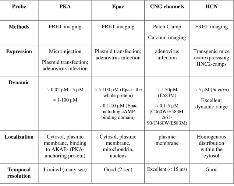 Table 1: Properties of cAMP sensors. Adapted from (Willoughby &amp; Cooper, 2008). 