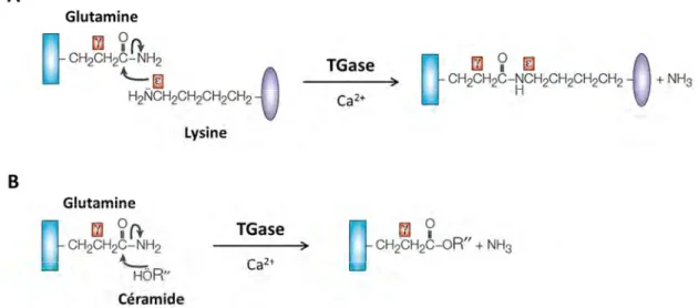 Figure  16  :  Réactions  de  transamidation  et  d’estérification  catalysées  par  les  transglutaminases