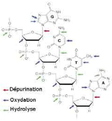 Figure 2 : Les principaux sites de lésions au sein de la molécule d’ADN  