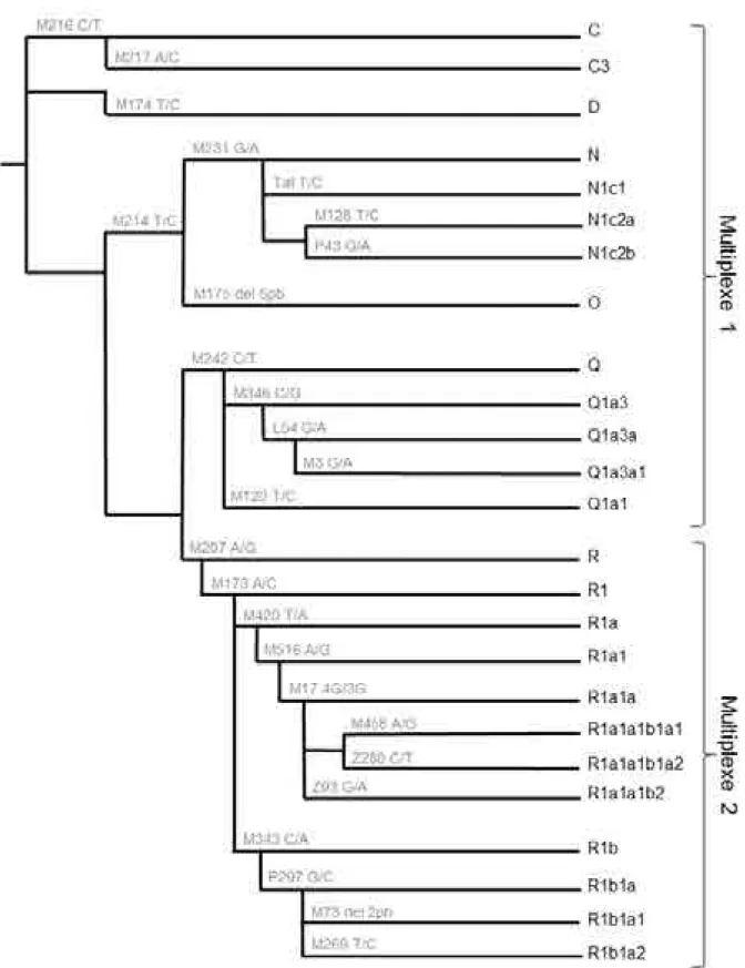 Figure 12: Arbre phylogénétique présentant les SNP du chromosome Y analysés  