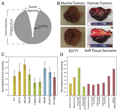 Fig. 2. Estimation of stress in transplanted and human tumors. (A) Schematic of tumor deformation after making a cut and releasing growth-induced stress.