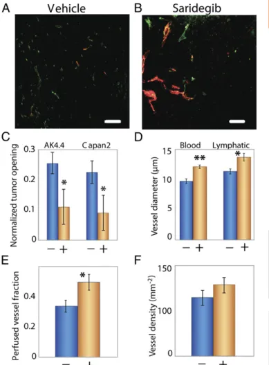 Fig. 4. Saridegib increases tumor vessel diameter and reopens compressed vessels by reducing stress