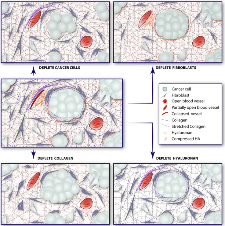 Fig. 5. Strategies to alleviate growth-induced solid stress in tumors. (Middle) In an untreated tumor, proliferating cancer cells and activated ﬁbroblasts deform the ECM, resulting in stretched collagen ﬁ bers, compressed hyaluronan, and deformed cells — a