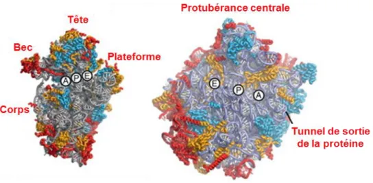 Figure 2: Positionnement des sites de fixation de l'ARNt sur les sous-unités ribosomiques eucaryotes