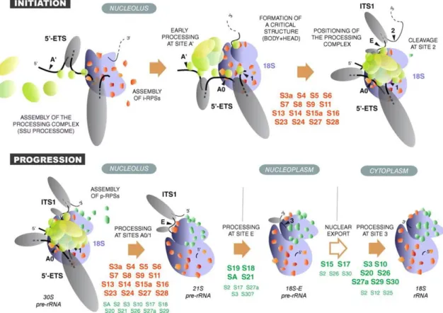 Figure 8: Implication des iRPS et pRPS dans la biogenèse de la sous-unité 40S chez l'homme