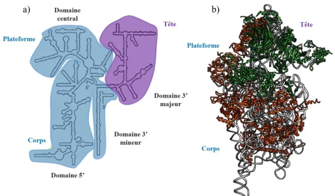 Figure  9:  Rôle  des  protéines  ribosomiques  dans  la  formation  de  la  petite  sous-unité  ribosomique