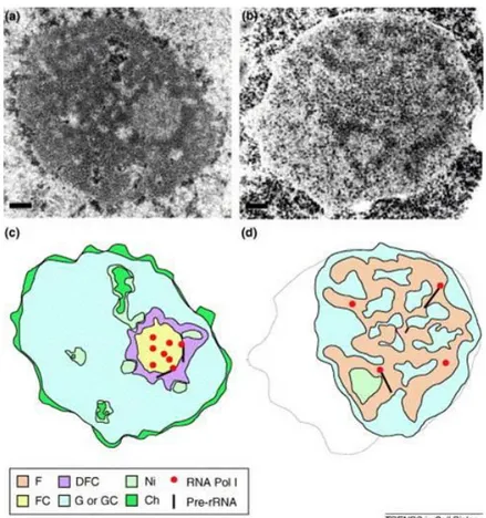 Figure  12:  Organisation  du  nucléole  chez  l’Homme  et  chez  la  levure  Saccharomyces  cerevisiae