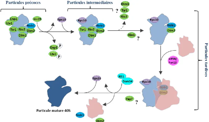 Figure 14: Modèle de maturation cytoplasmique de la particule pré-40S chez la levure.  