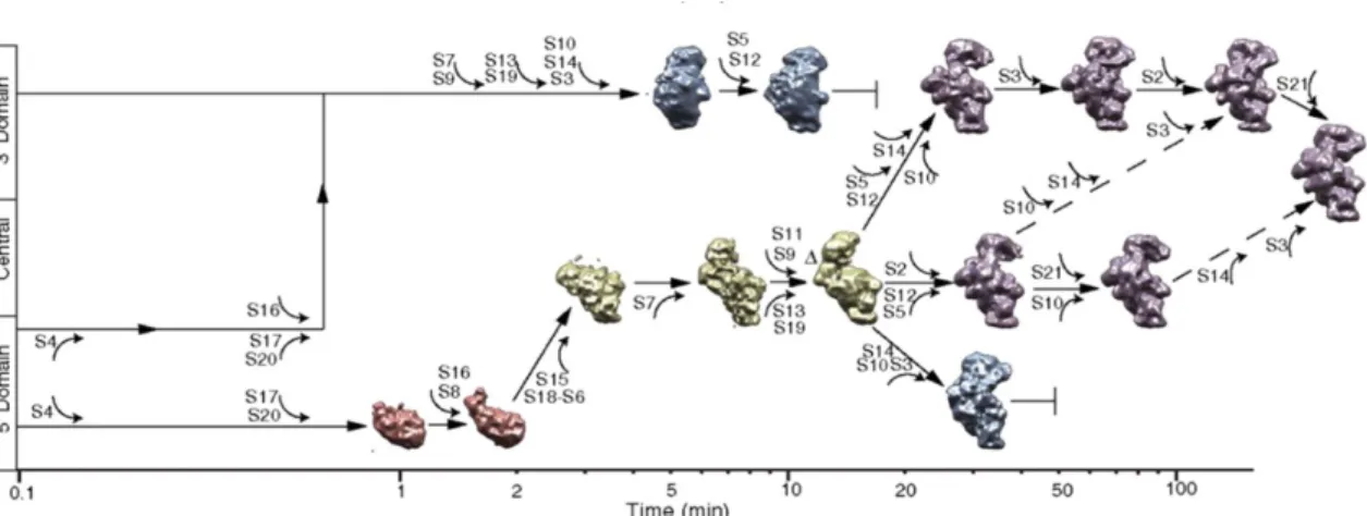 Figure 16: Voies parallèles et assemblage séquentiel de la petite sous-unité chez les procaryotes, in vitro