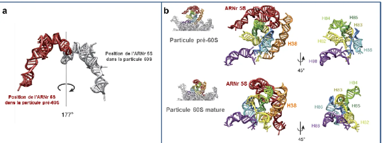 Figure  19:  Différences  structuraux  entre  la  grande  sous-unité  mature  et  la  particule  pré-60S