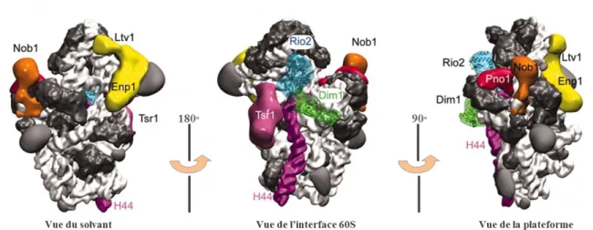 Figure  20: Position des sept co-facteurs de  maturation sur la particule pré-40S cytoplasmique de levure