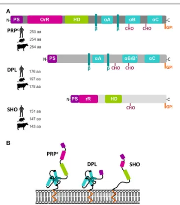 FIGURE 3 | Predicted structural features of Prion (PRP c ), Doppel (DPL), and Shadoo (SHO) proteins