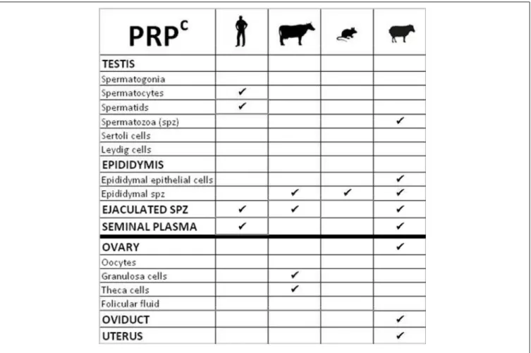 FIGURE 6 | Table summarizing the cellular localization of Prion protein (PRP c ) in gonads of various species.