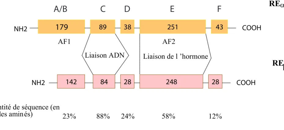 Figure 2 : Domaine fonctionnels du récepteur des oestrogènes  – Les RE α  et RE β  ont une forte  identité de séquence au niveau de la région de liaison à l’ADN (domaine C) et des domaines N-  et C- terminaux assez peu conservés