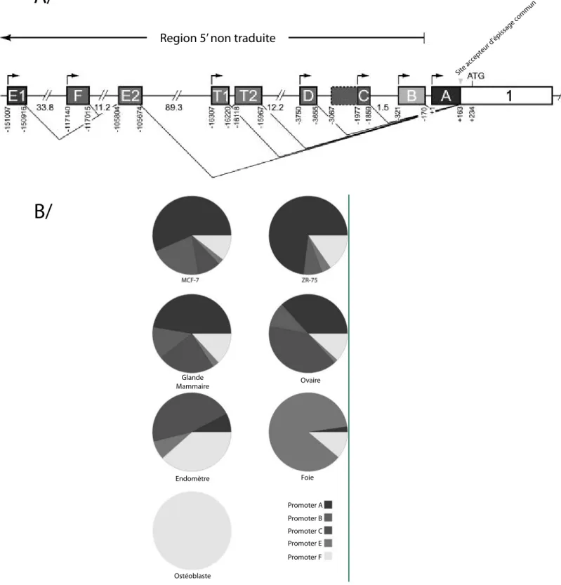 Figure  4 :  A/  Structure  du  gène  codant  le  RE α .  Les  différents  rectangles  avec  les  lettres  correspondent aux exons non codants et les flèches correspondent aux différents promoteurs