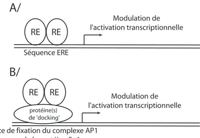 Figure 6 : Représentation simplifiée de la fixation du RE α sur les promoteurs de ses gènes cibles