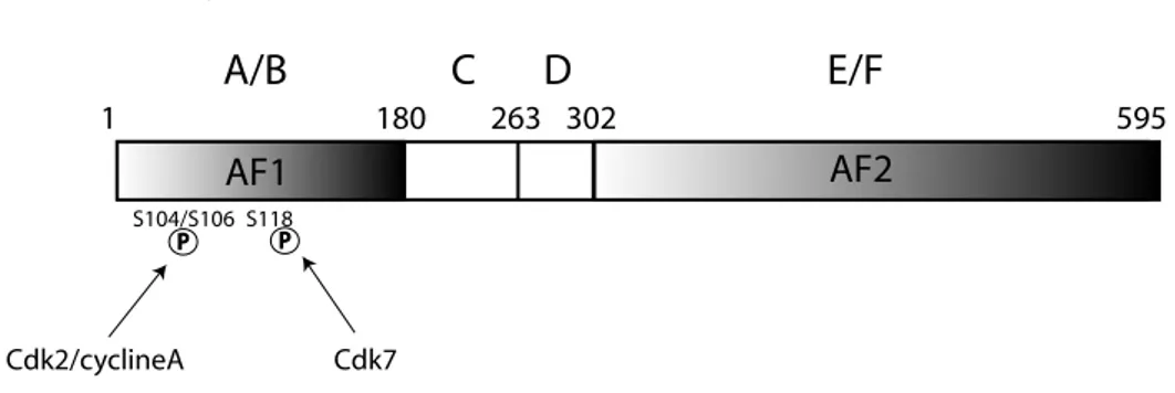 Figure 7 : Les sites de phosphorylation du REα 