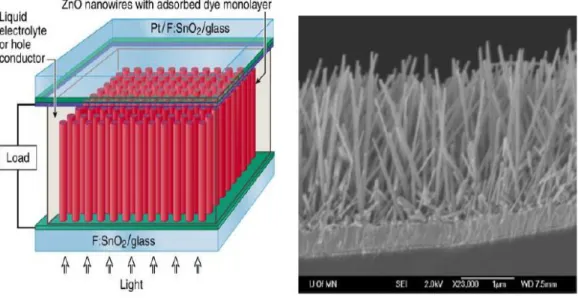 Figure  14.  left:  typical  scheme  of  an  ETA  cell;  Right:  array  of  nanowires  of  ZnO  single  crystal  electrochemically deposited on a layer of TCO (SnO2) (ref
