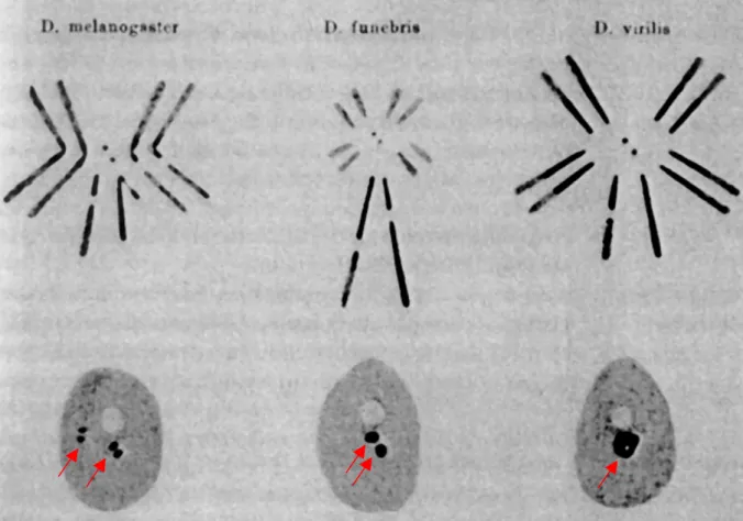 Figure 2: différents types de chromosomes de drosophile observés par Emil HEITZ.