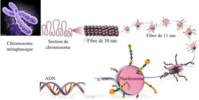 Figure 4: les différents niveaux de compaction de la chromatine.