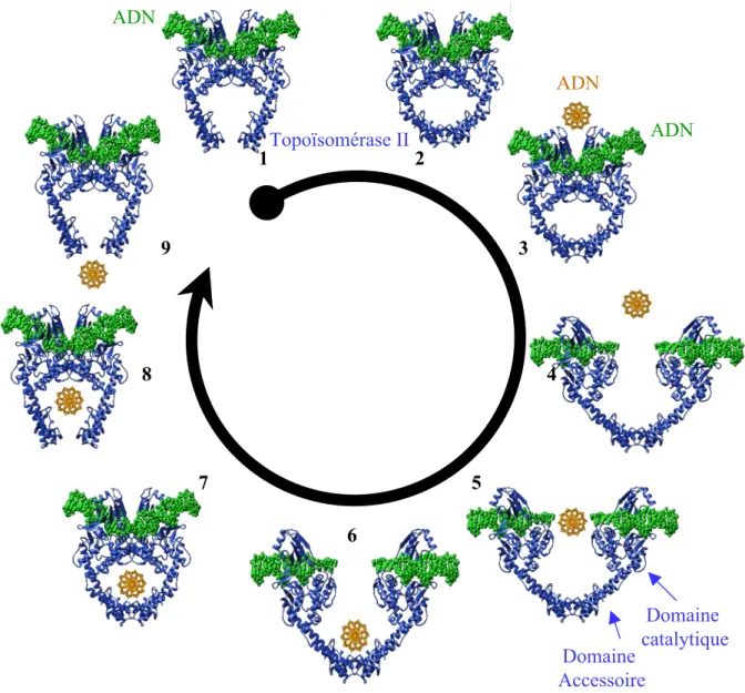 Figure 11 : Cycle catalytique de clivage  par la topoïsomérase II.