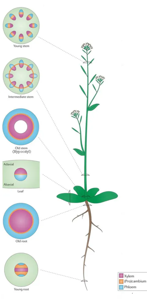 Figure  2:  Représentation  schématique  de  l’organisation  des  tissus  vasculaires  dans  la  tige,  les  feuilles  et  les  racines  d’Arabidopsis