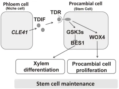 Figure  11:  Voie  de  signalisation  TDIF/PXY  regulant  le  maintient  du  cambium. Adapaté de Fukuda, 2016