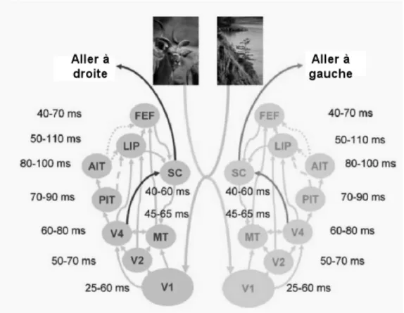 Figure 5. Diagramme des connexions anatomiques entre la voie visuelle ventrale, impliquée dans la  reconnaissance d’objets, et les champs impliqués dans le contrôle des mouvements oculaires (tiré de  Kirchner  &amp;  Thorpe,  2005)