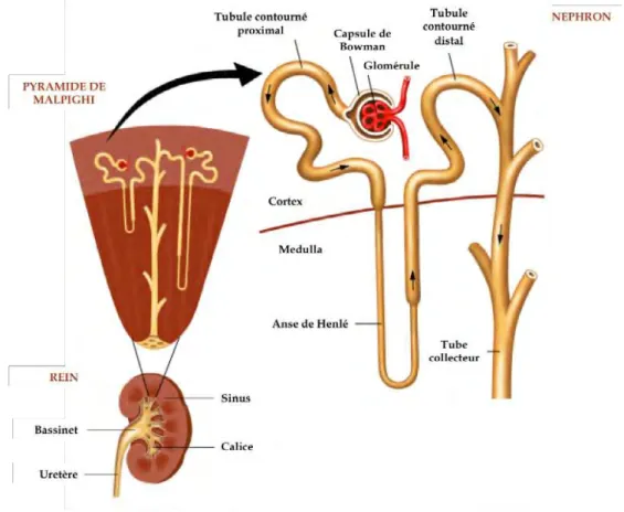 Figure 1. Anatomie du rein et du néphron. 