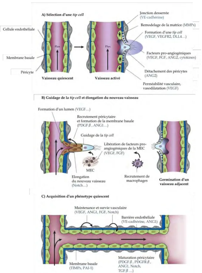 Figure 4. Représentation de l’angiogenèse. 