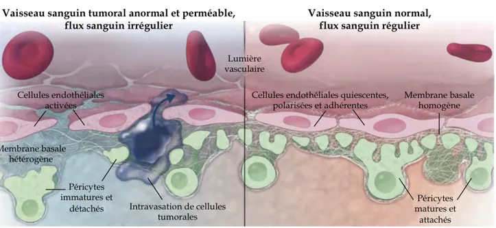 Figure 5. Anormalités structurales et fonctionnelles des vaisseaux sanguins tumoraux.  