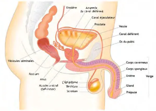 Figure 2.1 – Organes sexuels masculins (vue de profil).