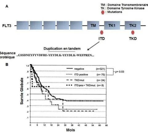 Figure 5 : Mutations dans le gène FLT3. A. Localisation de la mutation FLT3-ITD dans le domaine  juxtamembranaire  (et  la  conséquence  de  la  duplication  en  tandem  au  niveau  protéique)  et  de  la  mutation TKD dans le deuxième domaine tyrosine kin