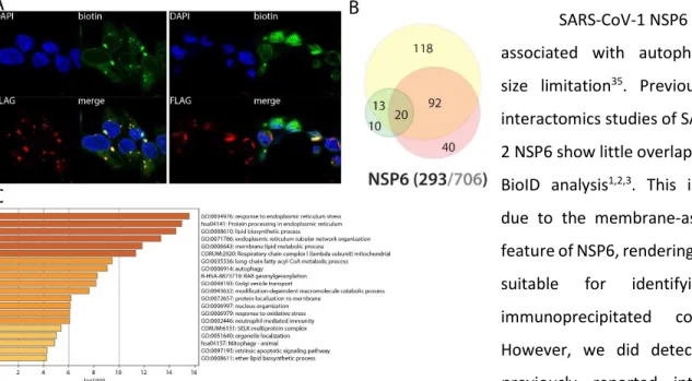 Figure 8. NSP6 summary. See legend Figure 1 (imaging of BirA*Flag-NSP6).  