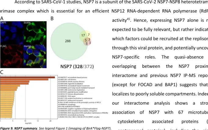 Figure 9. NSP7 summary. See legend Figure 1 (imaging of BirA*Flag-NSP7).  