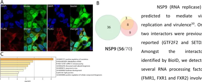 Figure 11. NSP9 summary. See legend Figure 1 (imaging of BirA*Flag-NSP9).  