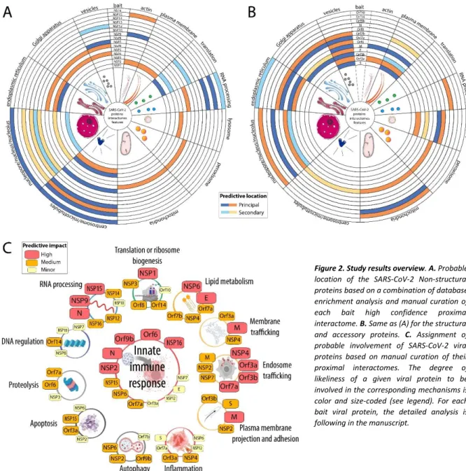 Figure 2. Study results overview. A. Probable  location  of  the  SARS-CoV-2  Non-structural  proteins based on a combination of database  enrichment  analysis  and  manual  curation  of  each  bait  high  confidence  proximal  interactome