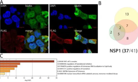Figure 3. NSP1 summary. A. (left panel): Confocal imaging of NSP1-BirA*Flag-expressing 293 Flp- Flp-In TREx in basal culture condition (1µg/mL of tetracycline + 50µM biotin for 24 hours); DAPI, biotin  (streptavidin-AlexaFluor488;  proximal  interactors)  