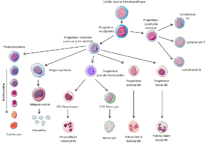 Figure 2. Déroulement de l’hématopoïèse 