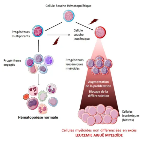 Figure 6. Comparaison de l’hématopoïèse normale et leucémique. 