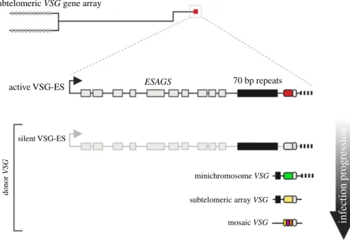Figure 1. Genome architecture and antigenic variation in T. brucei. Schematic of a single megabase chromosome with subtelomeric VSG arrays (light grey bars)