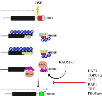 Figure 2. DNA repair in T. brucei. Following a double-strand break (yellow lightning bolt) at the active VSG-ES, Histone H2A is phosphorylated (dark blue circle with P), and the MRN complex (light blue circle) binds and initiated resection by recruiting en