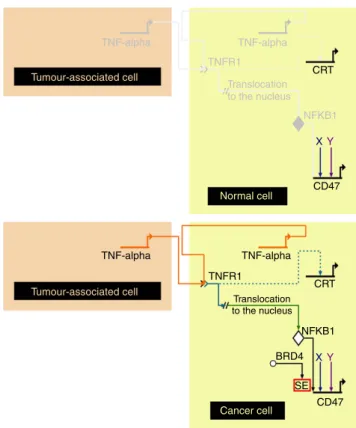 Figure 7 | Schematic model representing how CD47 transcriptional expression is regulated during inﬂammation in cancer