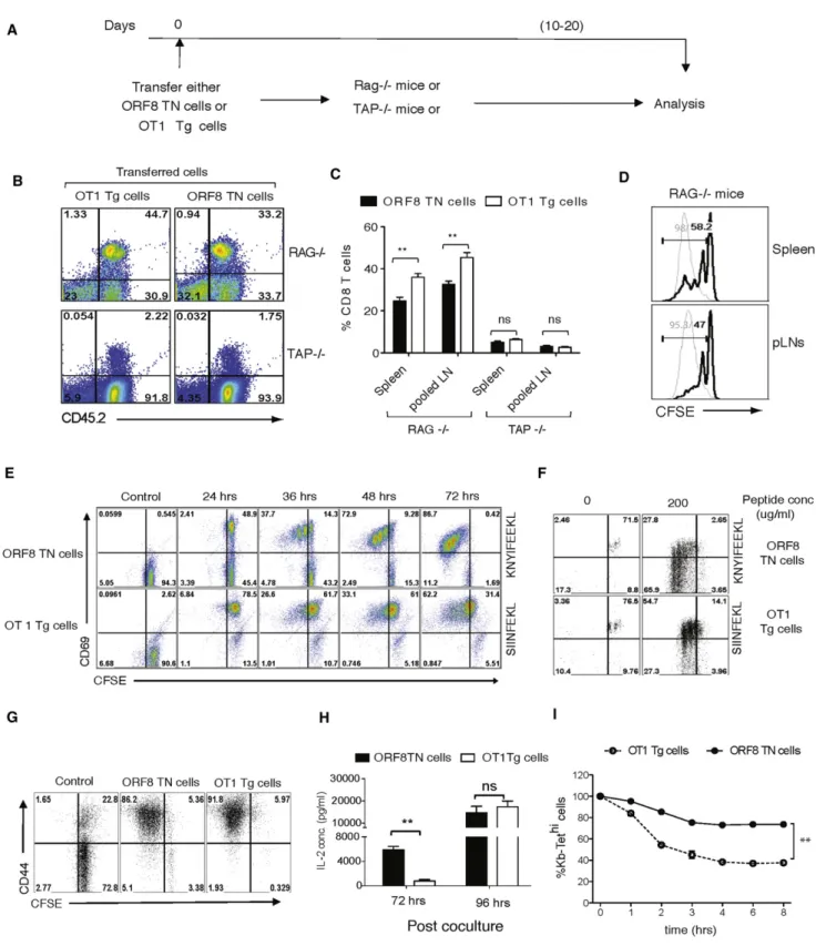 Figure 4. Comparison of the Responsiveness of K b -ORF8-Tet + TN and K b -OT-1- Tg Cells