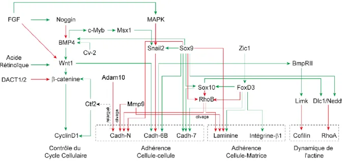 Figure 13 : Cascade des facteurs régulant la transition épithélio-mésenchymateuse des crêtes  neurales troncales