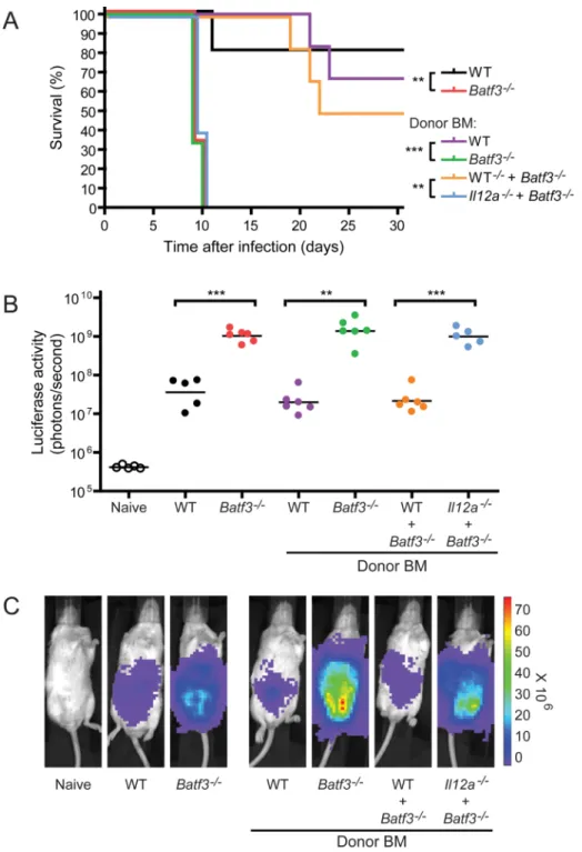 Figure 6. CD8α +  dendritic cells are the only cells whose IL-12 production is protective against acute T