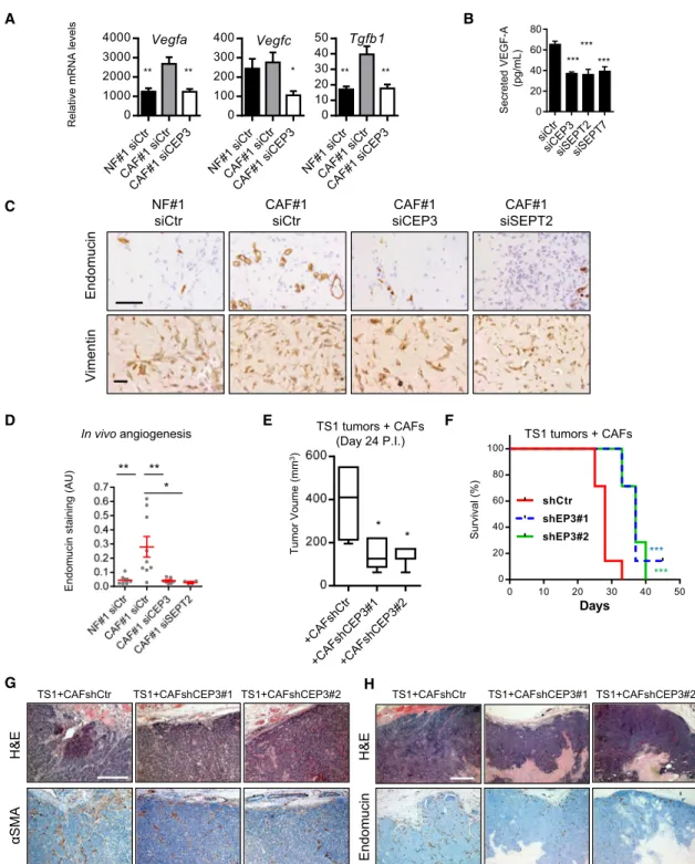 Figure 5. Cdc42EP3 Is Required for the Pro-tumorigenic Activity of CAFs In Vivo